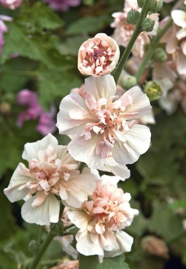 Så fint!! Malva 'Park Frieden'( Alcalthaea suffrutescens)