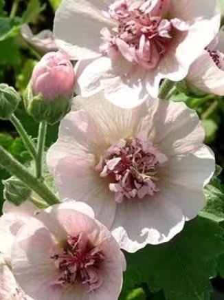 Så fint!! Malva 'Park Frieden'( Alcalthaea suffrutescens)