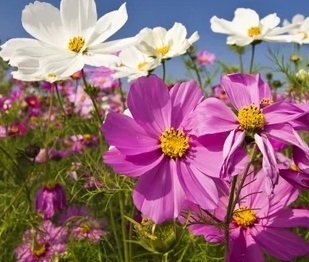 Cosmos bipinnatus 'Vega' - Rosenskära