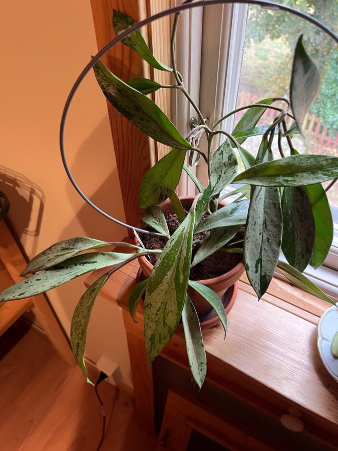 Hoya Pubicalyx Super silver