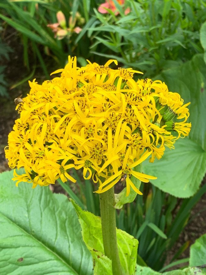 Ligularia amplexicaulis CC, 10 frön