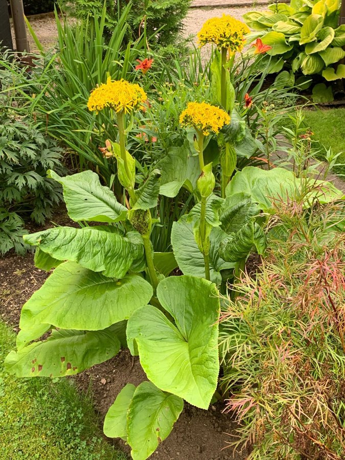 Ligularia amplexicaulis CC, 10 frön