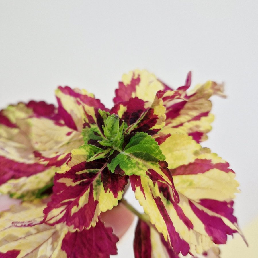 Palettblad/coleus • FINGERPAINT • rotad stickling #2