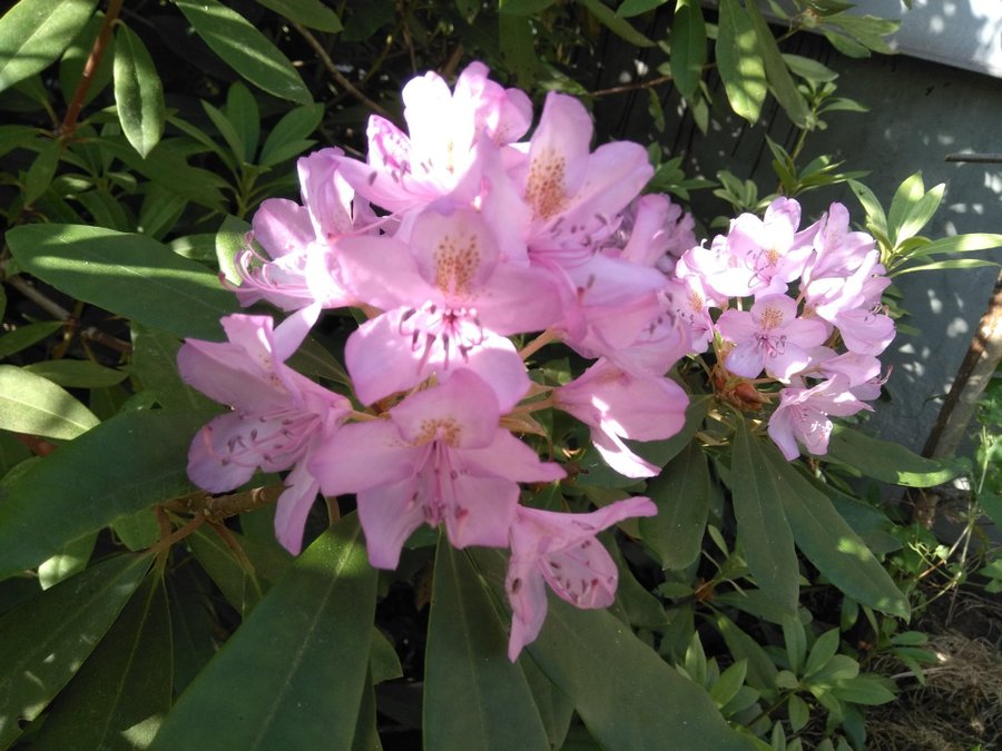 Gammaldags Rhododendron -ljuvlig lavendellila 2 orotade skott