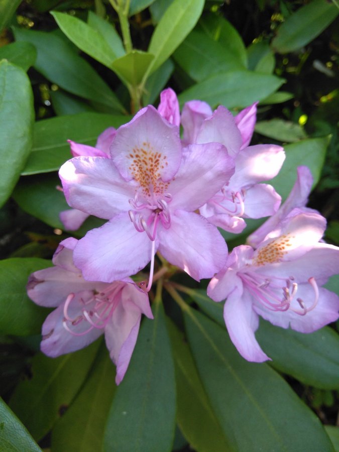 Gammaldags Rhododendron -ljuvlig lavendellila 2 orotade skott