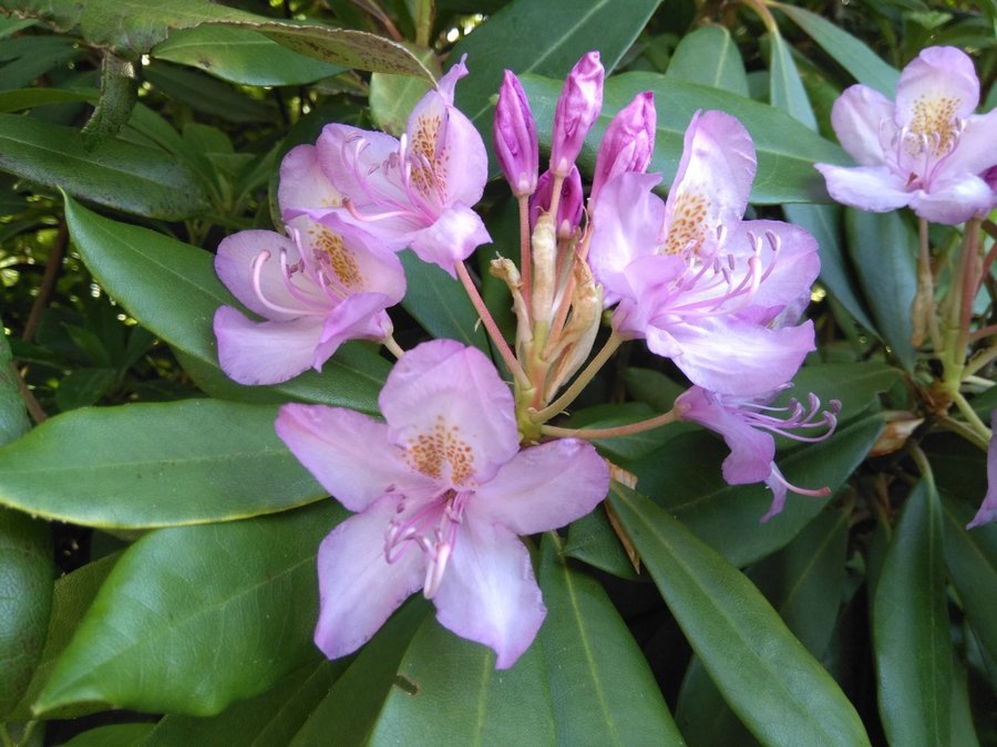 Gammaldags Rhododendron -ljuvlig lavendellila 2 orotade skott