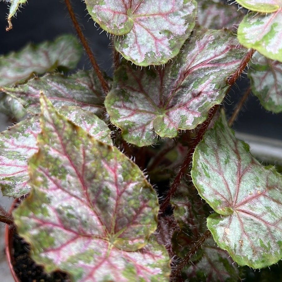 Begonia norah bedson x iudicra