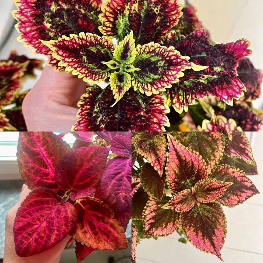 Rotade Sticklingar 3st Palettblad Coleus Pinky Pin Stars of Pin och Havanna