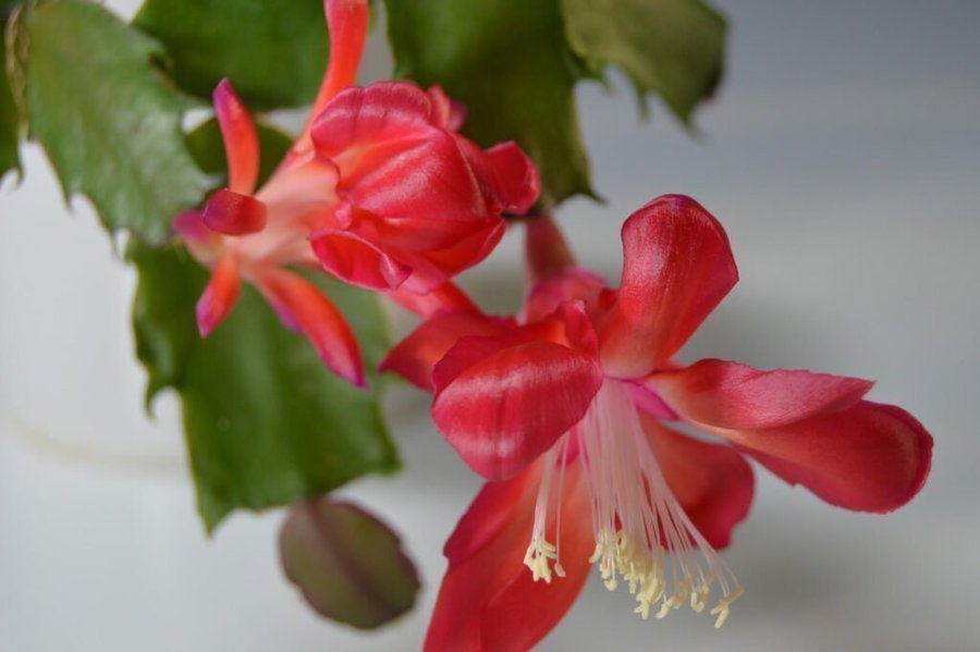 Novemberkaktus.Schlumbergera ''Konpeitou' mix ,hybrid,1 av 3