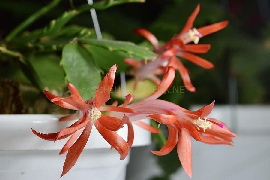 Novemberkaktus.Schlumbergera ''Konpeitou' mix ,hybrid,1 av 3