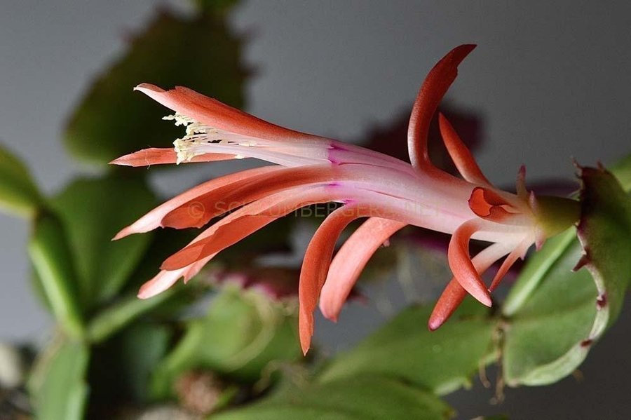 Novemberkaktus.Schlumbergera ''Konpeitou' mix ,hybrid,1 av 3