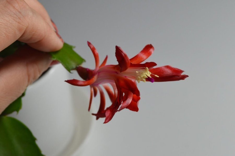 Novemberkaktus.Schlumbergera ''Konpeitou' mix ,hybrid,1 av 3