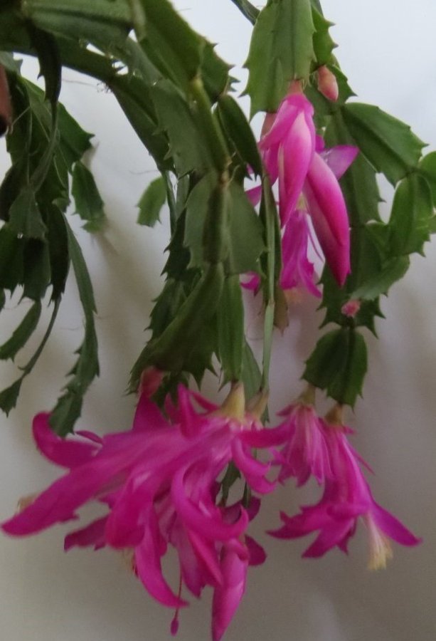 Novemberkaktus.Schlumbergera ''Konpeitou' mix ,hybrid,1 av 3