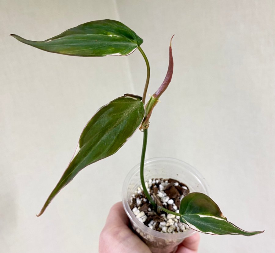 Philodendron Micans Velvet Halo Variegata