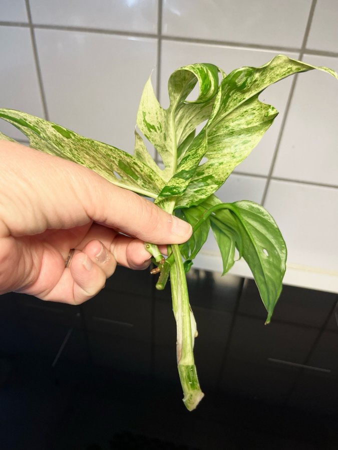 Epipremnum pinnatum Marble Variegata ovanlig!