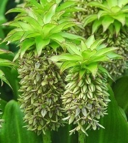 Eucomis bicolor - Fläckig tofslilja - LÖK