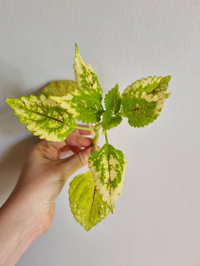 Palettblad Greta Coleus Stickling