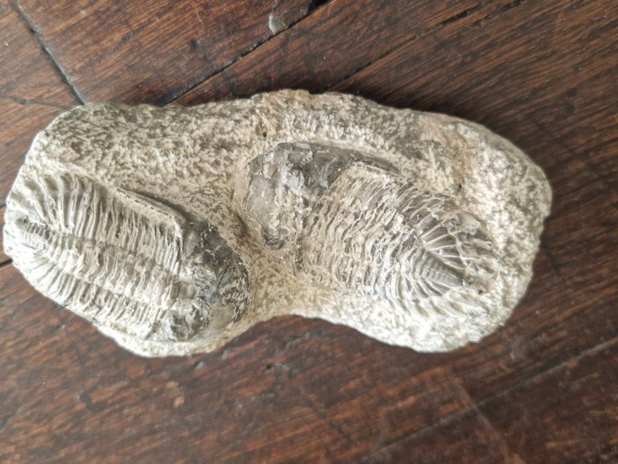 Fossil. Trilobiter