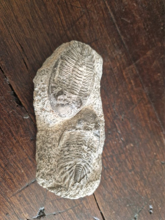 Fossil. Trilobiter