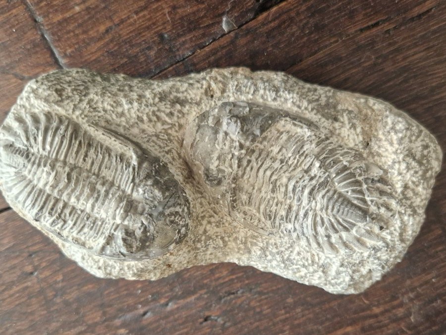 Fossil. Trilobiter