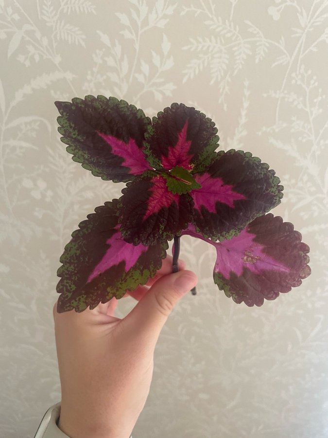 Coleus palettblad china rose