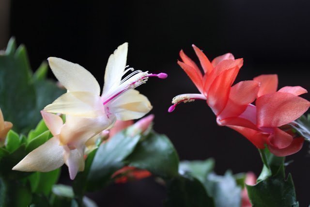 Novemberkaktus.Schlumbergera hybrid mix,4 orotade sticklingar.