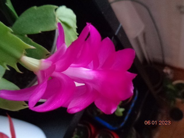 Novemberkaktus.Schlumbergera hybrid mix,4 orotade sticklingar.