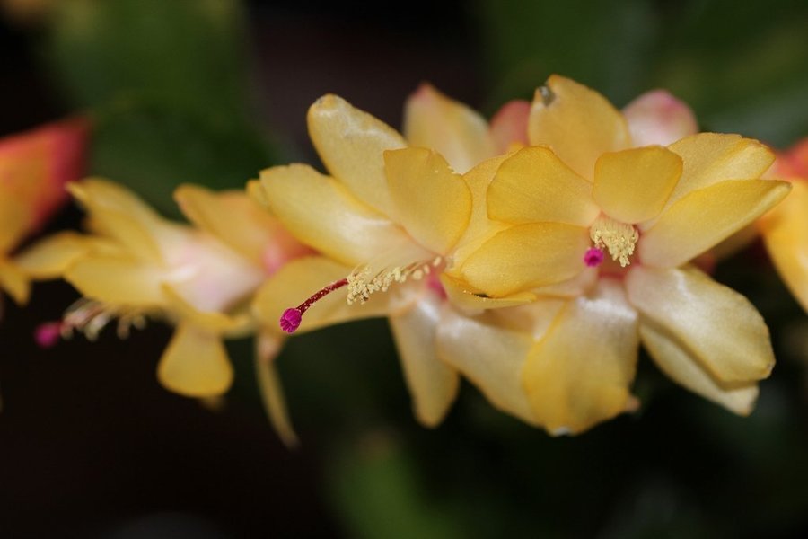 Novemberkaktus.Schlumbergera hybrid mix,4 orotade sticklingar.