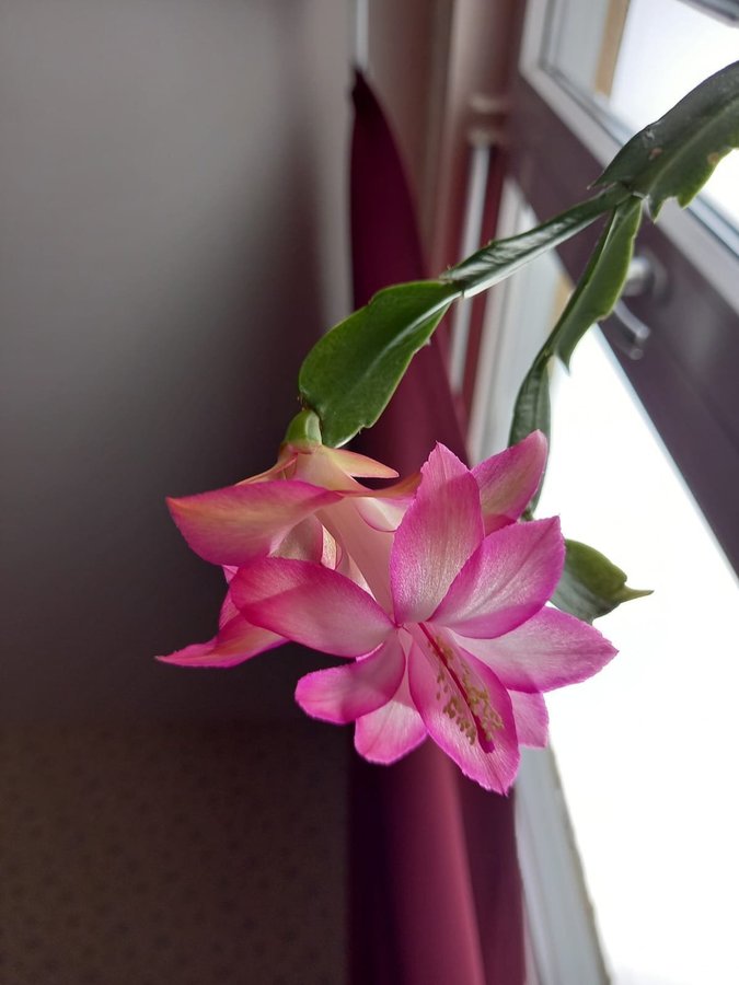 Novemberkaktus.Schlumbergera hybrid mix,4 orotade sticklingar.