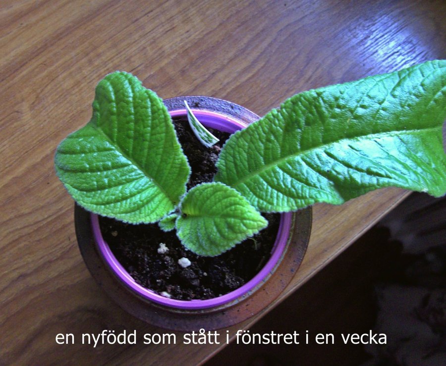 Streptocarpus newborn babies 6 st +1st blommande vitgul