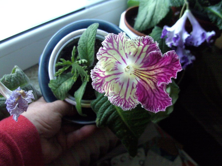 Streptocarpus newborn babies 6 st +1st blommande vitgul