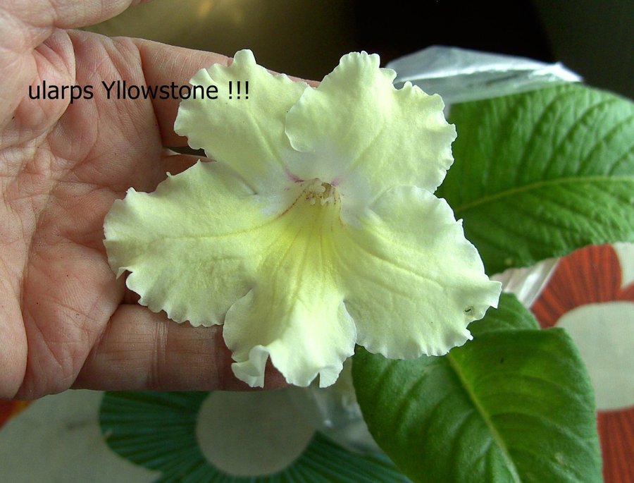 Streptocarpus newborn babies 6 st +1st blommande vitgul