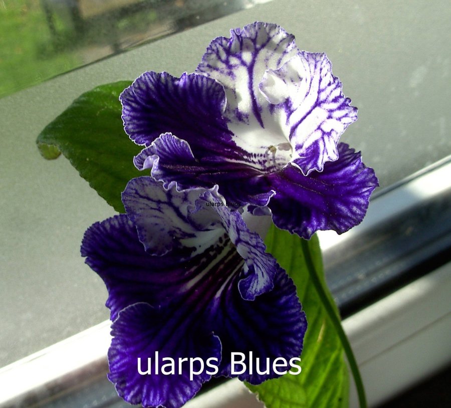 Streptocarpus newborn babies 6 st +1st blommande vitgul