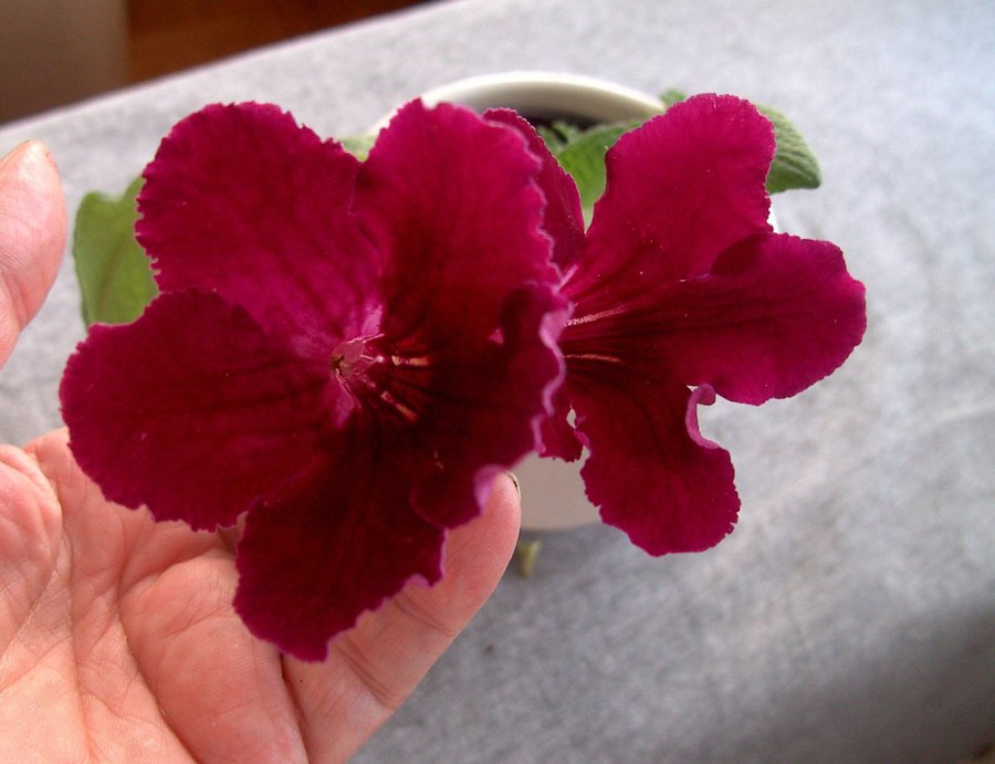 Streptocarpus newborn babies 6 st +1st blommande vitgul