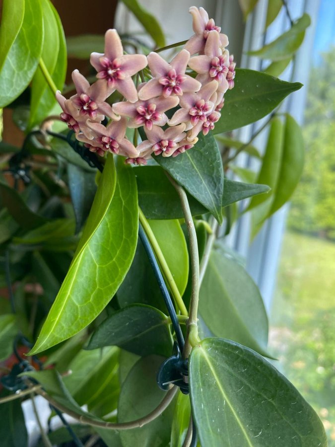 Hoya Rubida stickling