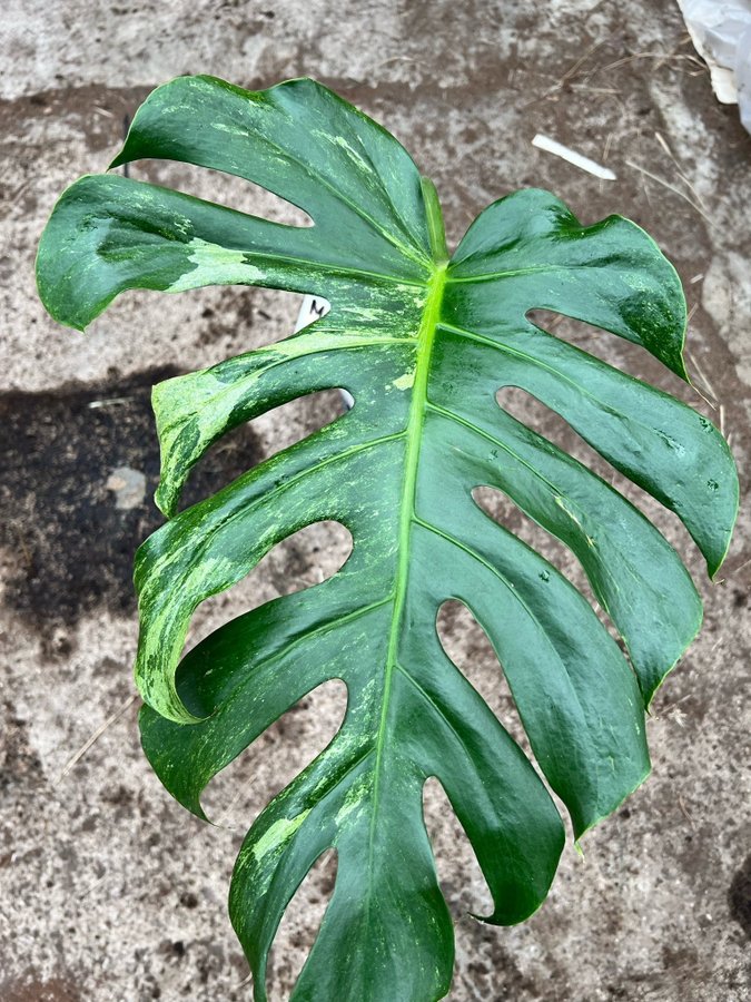 Monstera Deliciosa Mint Variegata