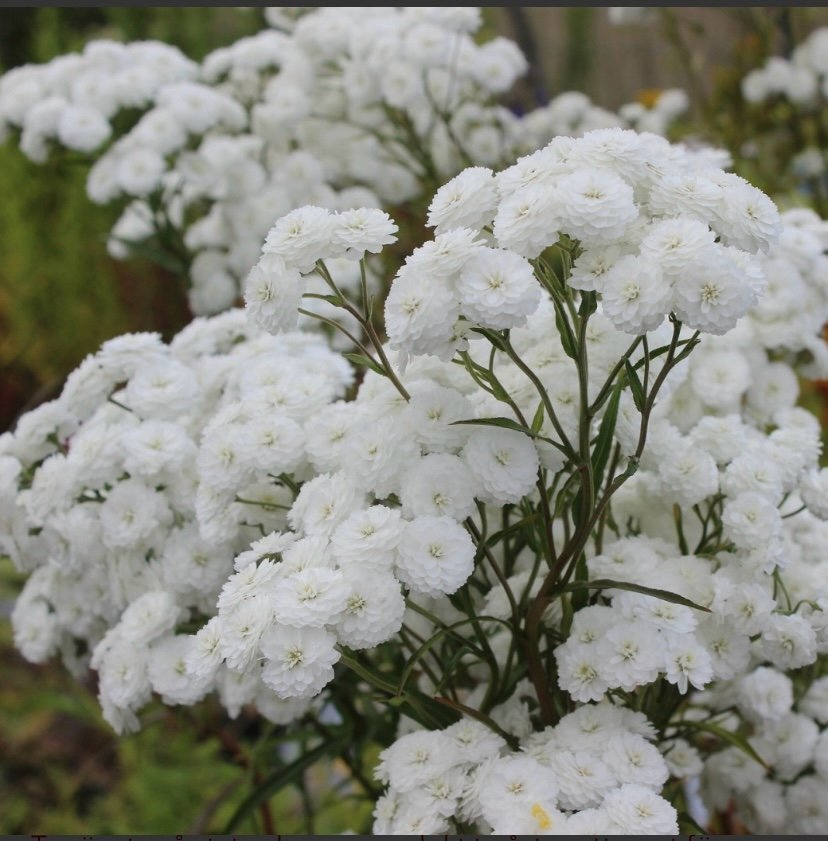 Vitpytta dubbla blommor 10 plantor perenn