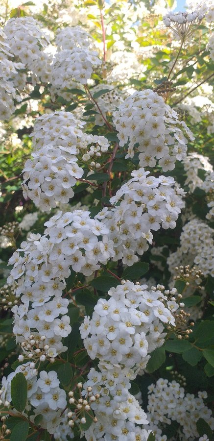 Spirea Bukettspirea 2 rotade kvistar + 3 orotade