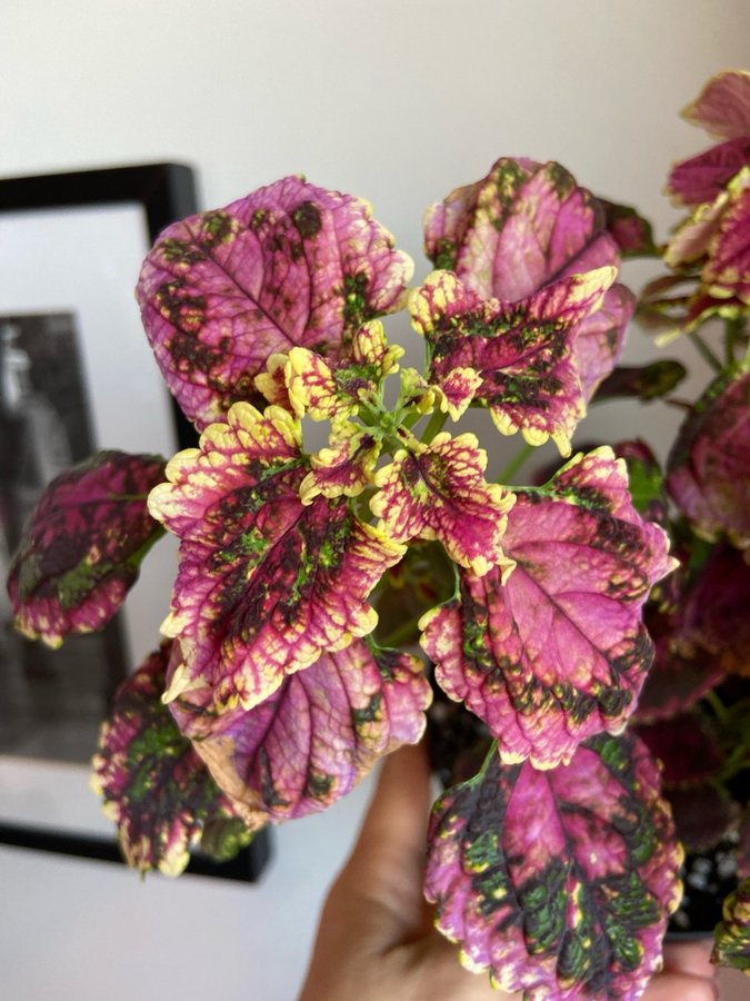 Palettblad/Coleus NEON DREAMS med knopp