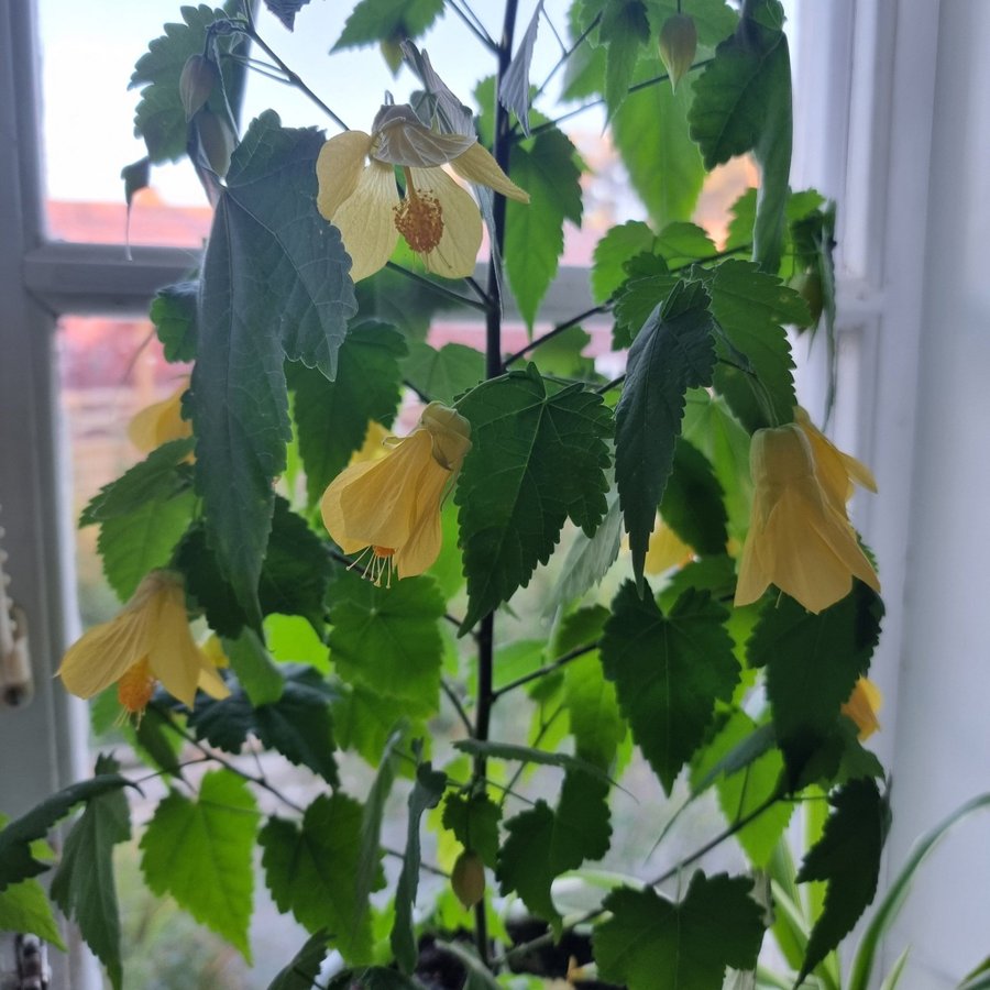 Abutilon - Blommande inomhusväxt