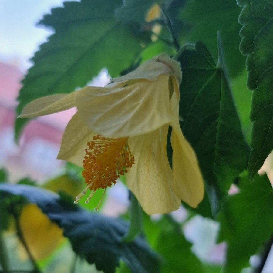 Abutilon - Blommande inomhusväxt