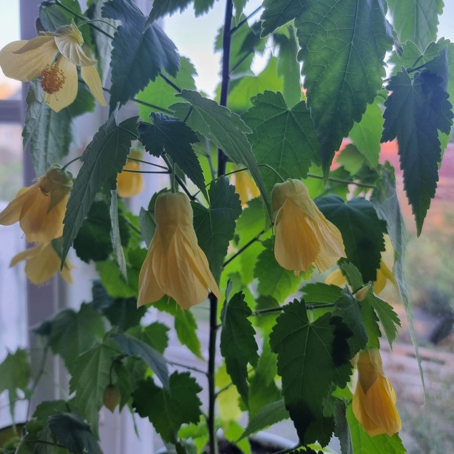 Abutilon - Blommande inomhusväxt