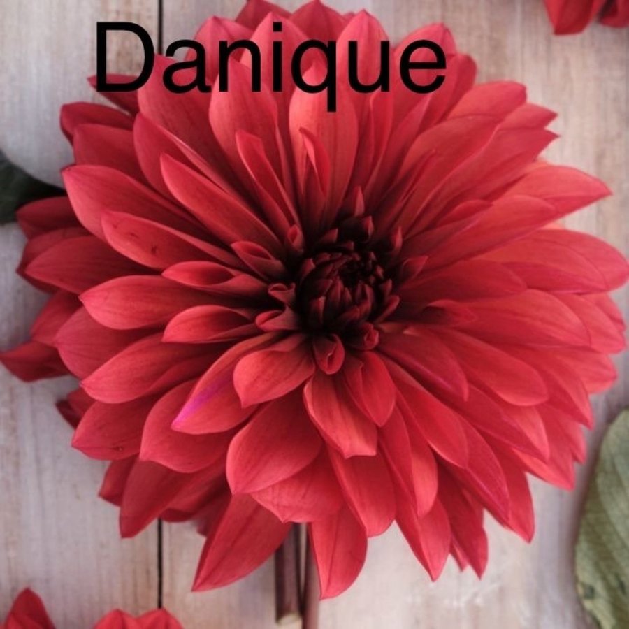 Dahlia 'Danique'