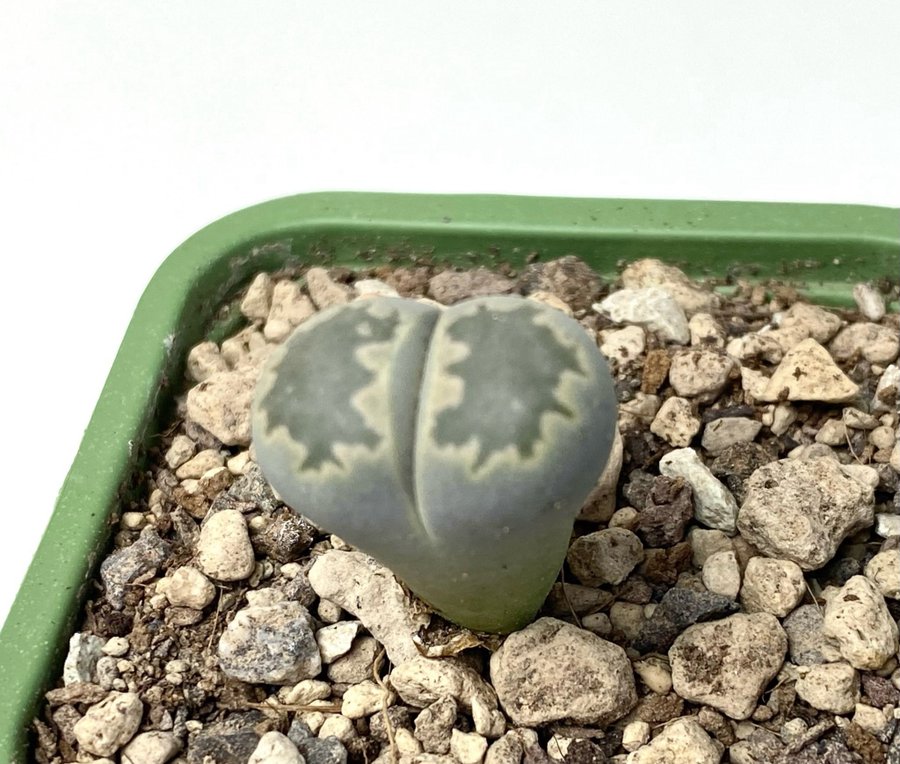 Lithops ”Julii subsp.fulleri"