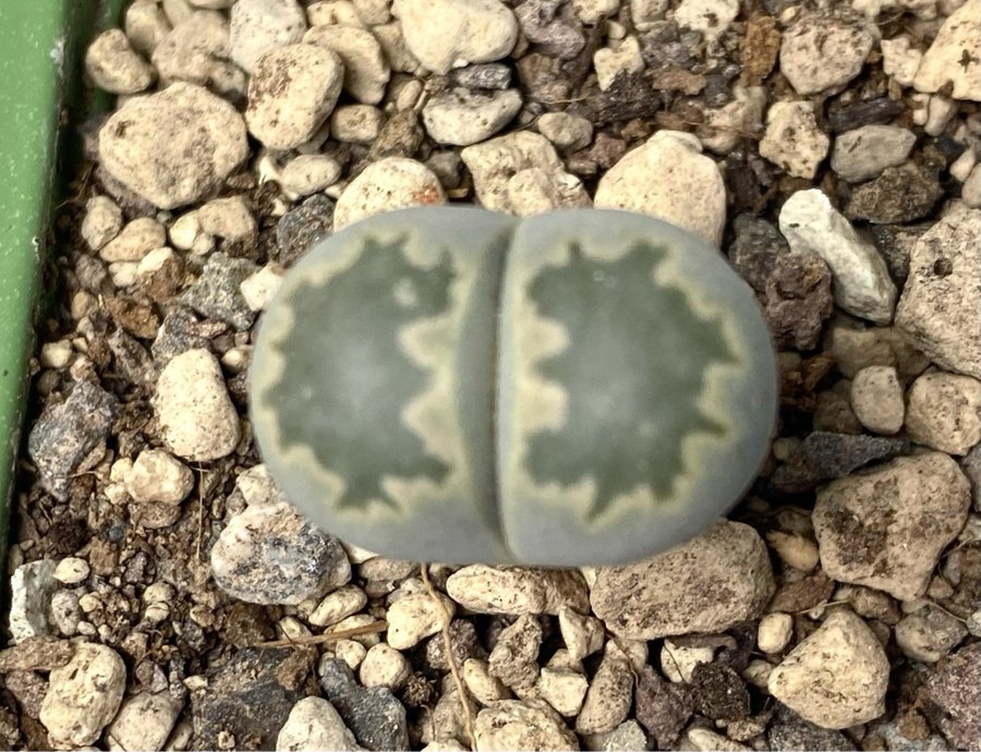 Lithops ”Julii subsp.fulleri"