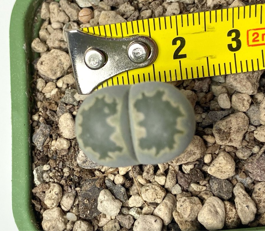 Lithops ”Julii subsp.fulleri"