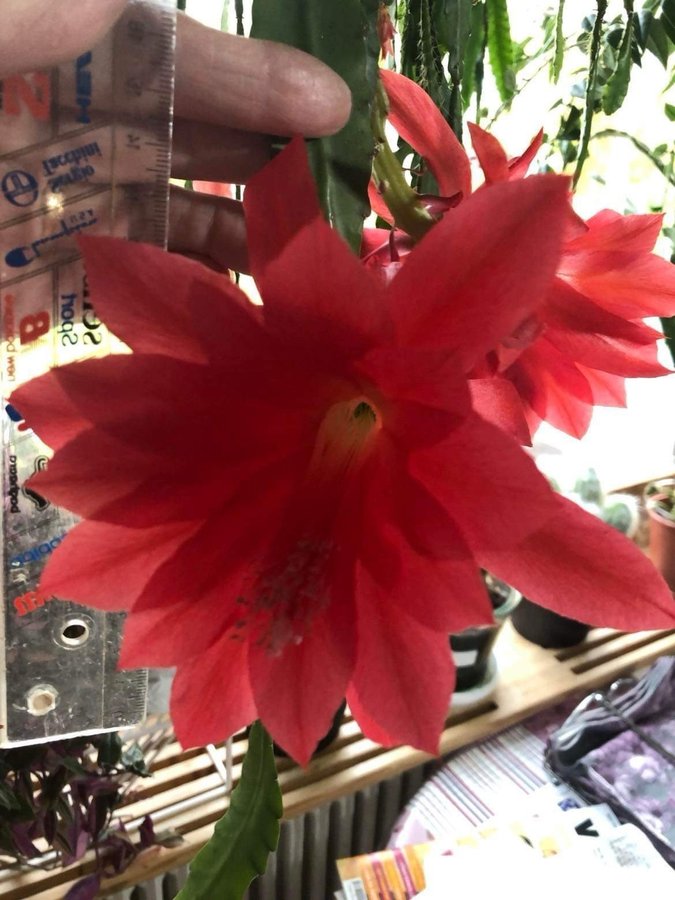 Epiphyllum Ackermanii