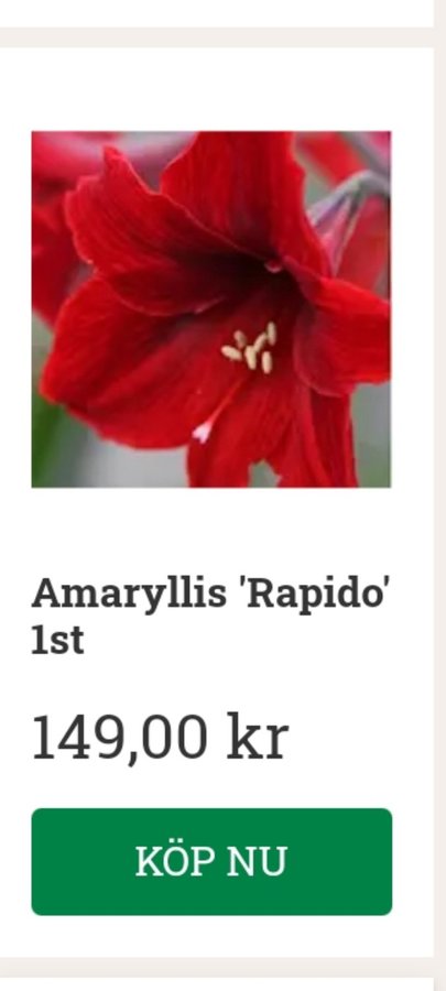 Amaryllis Rapido röd!