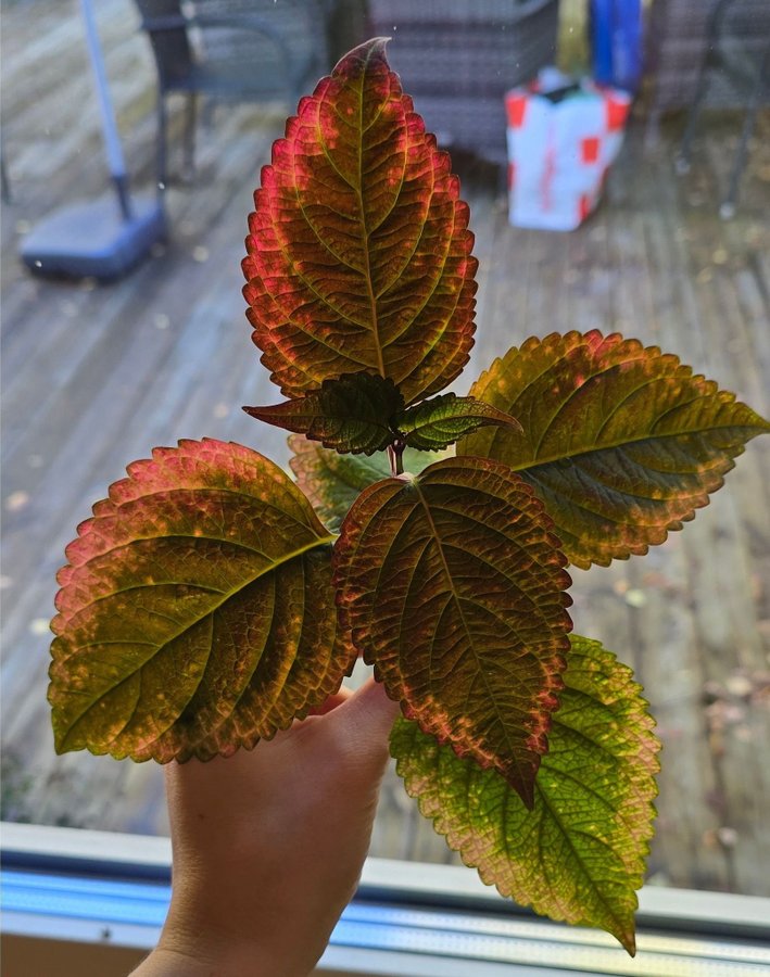 Palettblad Coleus - NN (fröis)