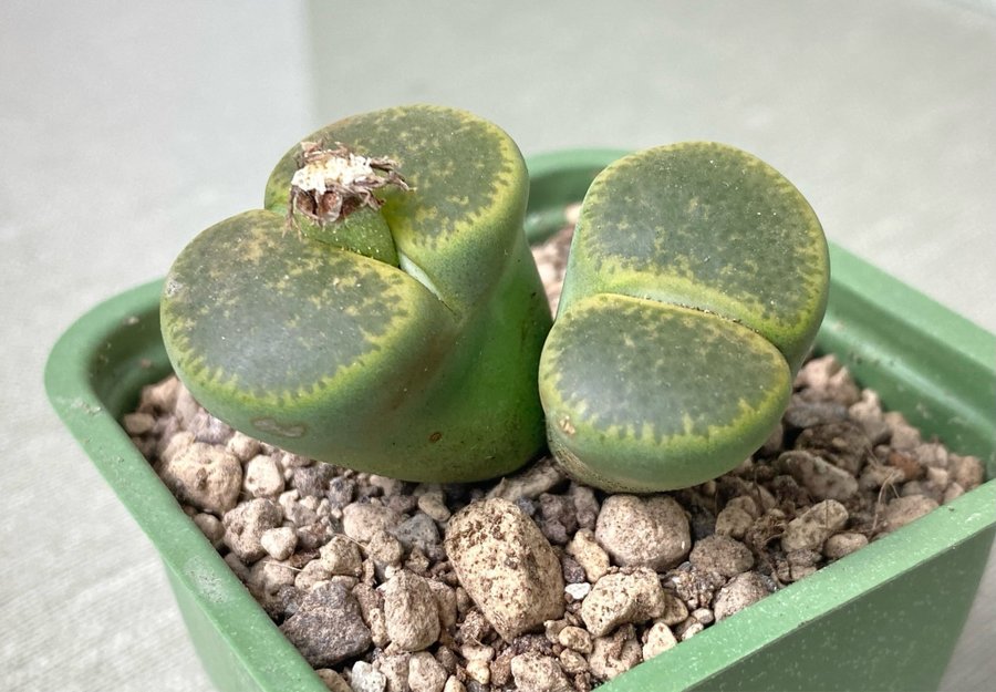 Lithops lesliei CO 36A